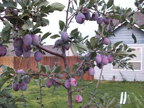 BigFamiliesBigIdeas: My Plum Tree