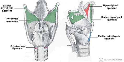 Laryngeal Ligaments and Folds - Vocal - Vestibular - TeachMeAnatomy