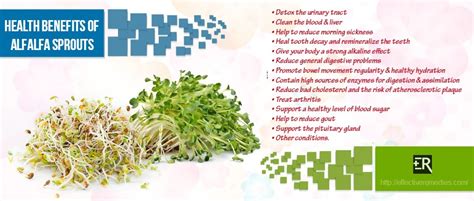 19 Health & Beauty Benefits Of Alfalfa – Its Uses & Side Effects