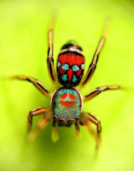 514 best images about Arachnid on Pinterest | Singapore, Rose hair ...