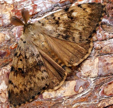 Gypsy moths