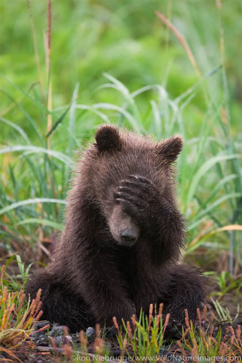 Brown Bear Cub | Lake Clark National Park, Alaska | Photos by Ron Niebrugge