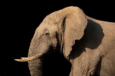 The Real Reason Elephants Have Big Ears | Reader's Digest