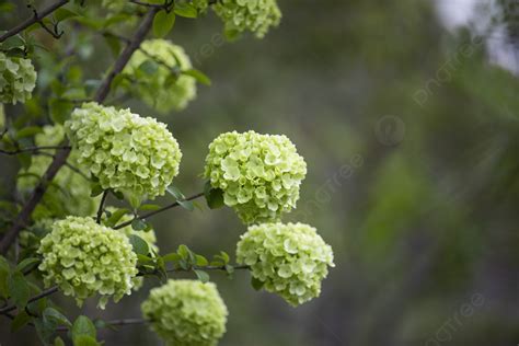 35 Viburnum Macrocephalum Photos, Pictures And Background Images For ...