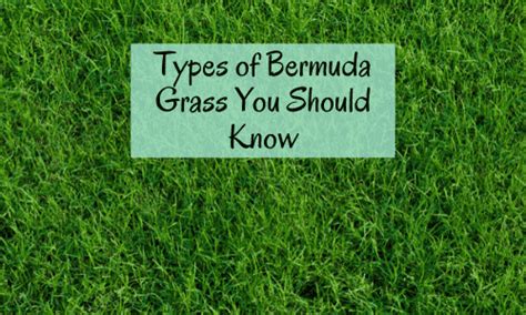 Types of Bermuda Grass and Best Bermuda Grass Seed for Lawn, Hay & Golf ...