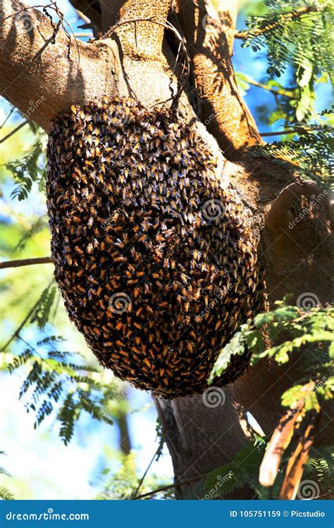 Honey bee hive stock image. Image of honey, group, tree - 105751159