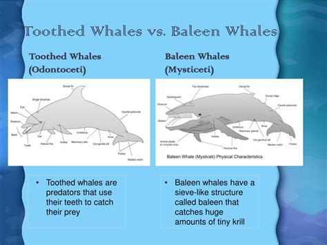 Baleen Whale Anatomy - Calm Water = Calm Whales, and the Reverse is True Too ... - Baleen whales ...