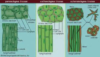 parenchyma | plant tissue | Britannica.com