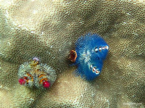 Christmas Tree Worm: part of Australia's biodiverse marine life