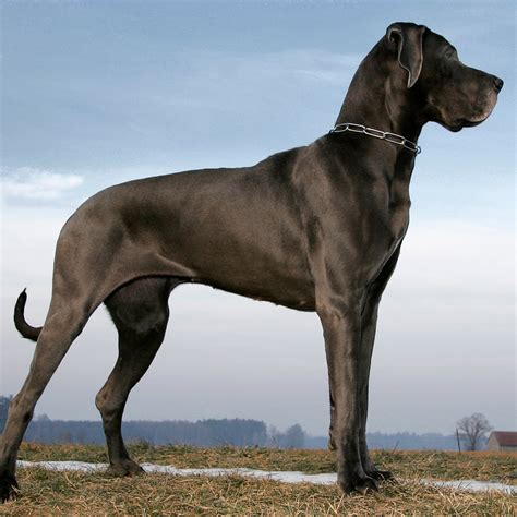 A Very Large Dog Breed