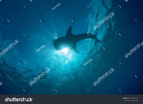 Whale Shark Silhouette Stock Photo 1318941056 | Shutterstock