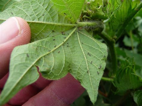 Pests > Pests Entities > Insects > Thrips > Haplothrips froggatti ...