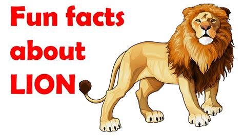 Lion Facts For Kids