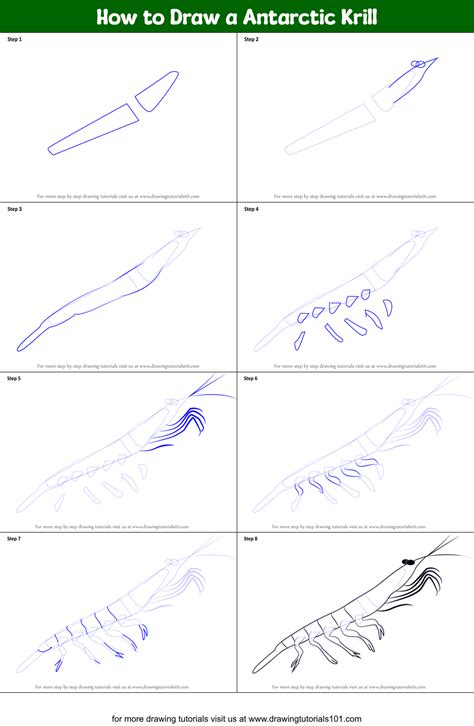 How to Draw a Antarctic Krill printable step by step drawing sheet ...