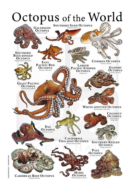 Octopus of the World Poster