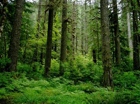 Rainforest: Oregon Rainforest