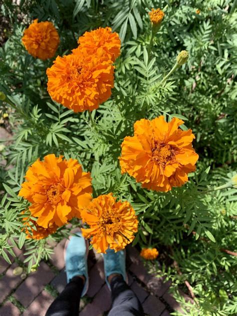 Fall flowers: Which marigold is right for you? | The Horticult