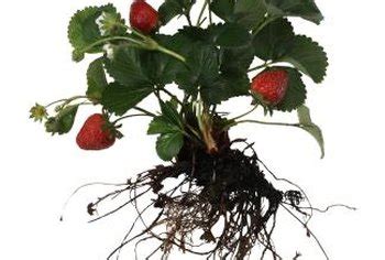 Strawberries in Grow Bags | Home Guides | SF Gate