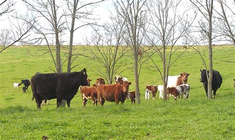 How to Feed Cattle (with Pictures) - wikiHow