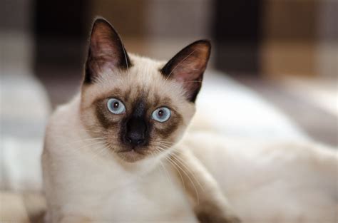 Siamese cat HD wallpaper | Wallpaper Flare