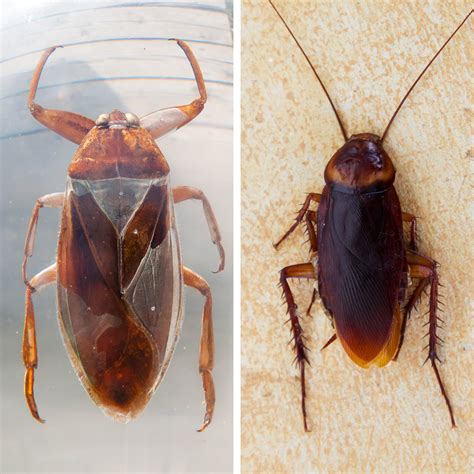 Water Bugs vs. Cockroaches: What's the Difference?