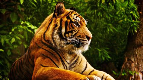 Tiger 4k Wallpapers - Top Free Tiger 4k Backgrounds - WallpaperAccess