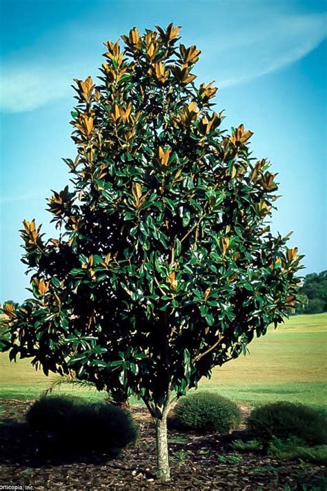 Southern Magnolia Tree For Sale Online | The Tree Center