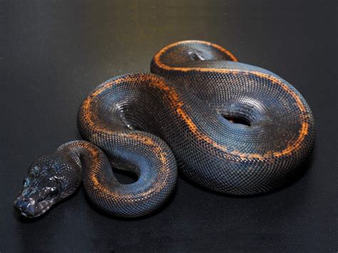 Morph List - World of Ball Pythons