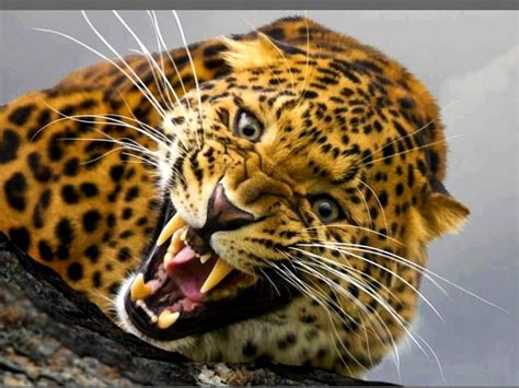 Angry Leopard Wallpaper