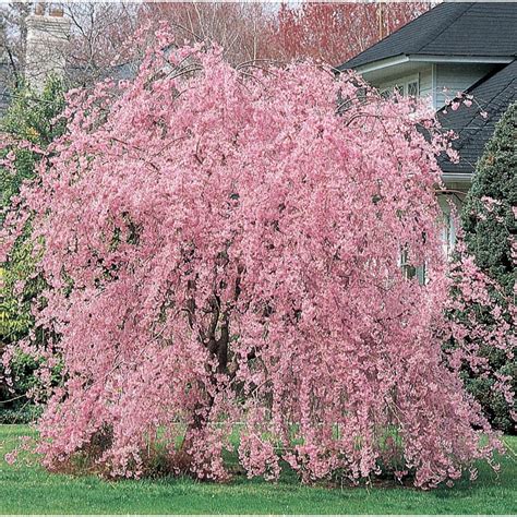 Double Pink Weeping Cherry Blossom Tree - Bright pink blossoms cascade ...