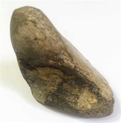 Dinosaur tooth ? - Fossil ID - The Fossil Forum