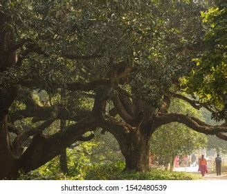 276 Mango Orchard In India Images, Stock Photos, 3D objects, & Vectors | Shutterstock