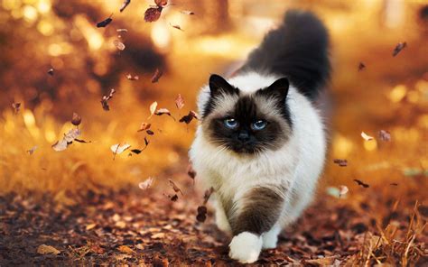 Siamese Cat Wallpapers - Top Free Siamese Cat Backgrounds - WallpaperAccess