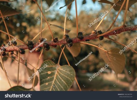 Peepal Tree Showing Beautiful Colors Stock Photo 1582383781 | Shutterstock