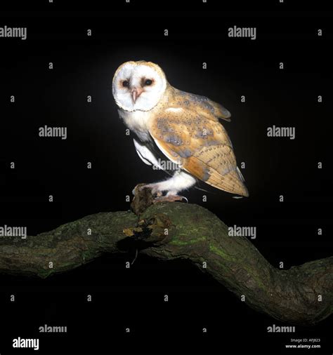 Barn owl With Prey Stock Photo - Alamy