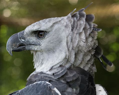 Harpy Eagle, Harpia Harpyja Photograph by Jon G. Fuller - Pixels