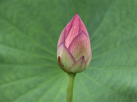 Lotus Bud | Other Wiki | Fandom