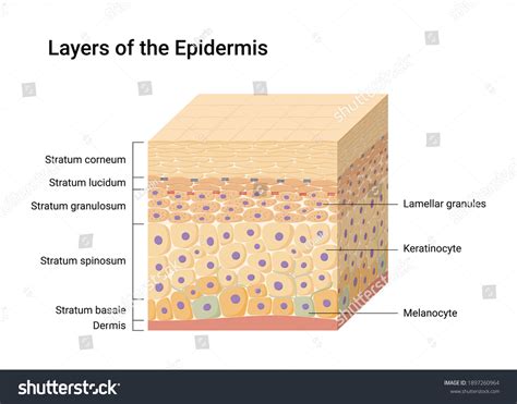 Epidermis Diagram Labeled