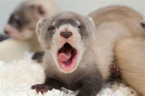 Black-footed Ferret Facts, Habitat, Diet, Life Cycle, Babies, Pictures