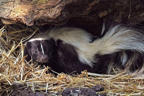 Can Skunks Burrow Underground? | Peachtree Pest Control