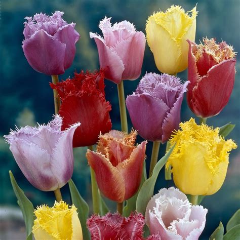 Mixed Fringed Tulip Bulbs | Buy Online | Boston Bulbs