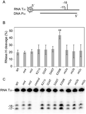 Qualitative RNase H assay. (A) Schematic representation of the 5′... | Download Scientific Diagram