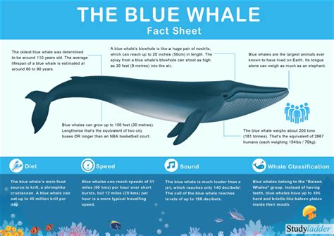 Blue Whale Facts - Studyladder Interactive Learning Games