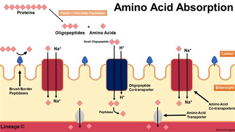 Amino Acid Absorption | Expert Guide | 100% Best Explanation