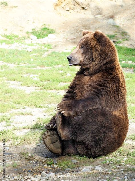 Comical Pose of an Adult Grizzly Bear Sitting Holding His Feet Stock Photo | Adobe Stock