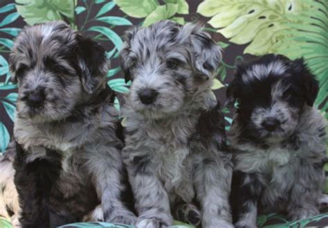 Bergamasco Sheepdog Puppies For Sale - AKC PuppyFinder