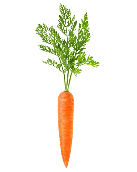 Single Carrot PNG – Free Download