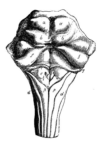 Antique Illustration Of Human Body Anatomy Nervous System Pons Varolii ...