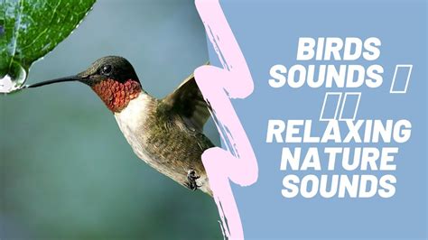 Chirping Bird Sounds Morning Birds Sounds Relaxing Nature Sounds🕊🕊🦜🦜🦢🌳🌲🎄🍀🍄 - YouTube