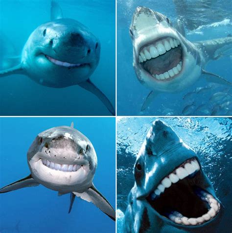 Sharks with teeth : r/MakeMeSuffer